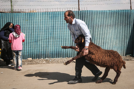 تعیین و آماده‌سازی جایگاه عرضه و ذبح بهداشتی دام در منطقه ۱۳